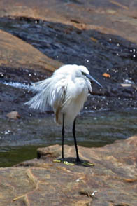 Kleine Zilverreiger